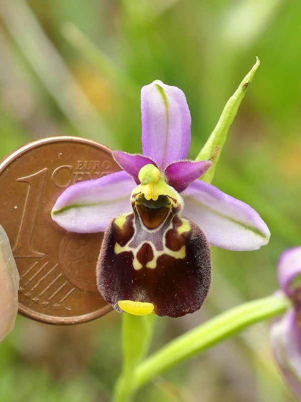 Ophrys lacaitae: la regina delle Ophrys prov. Frosinone  2020